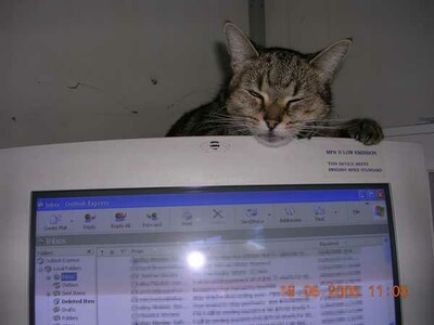 Cassie asleep on the warm monitor. ZZzzzz.