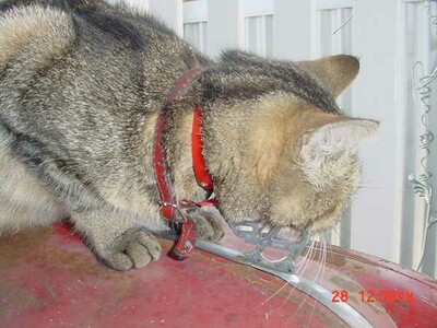 Cassie getting ready to pounce!