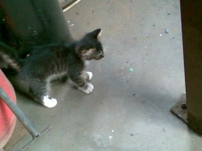 "Honeycomb", the kitten, explores the workshop!